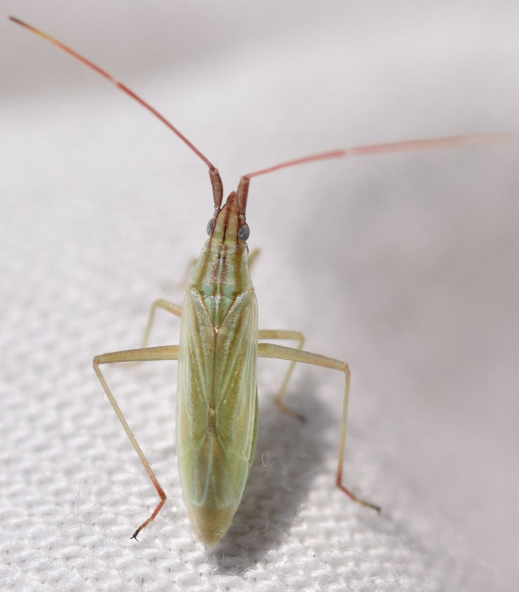 Miridae: Trigonotylus cfr. pulchellus dell''Emilia (BO)